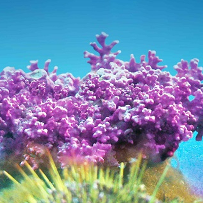16-aquamin-f