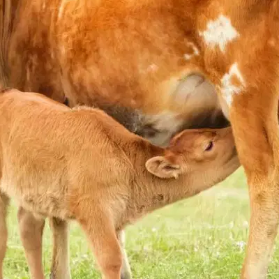 18-colostrum